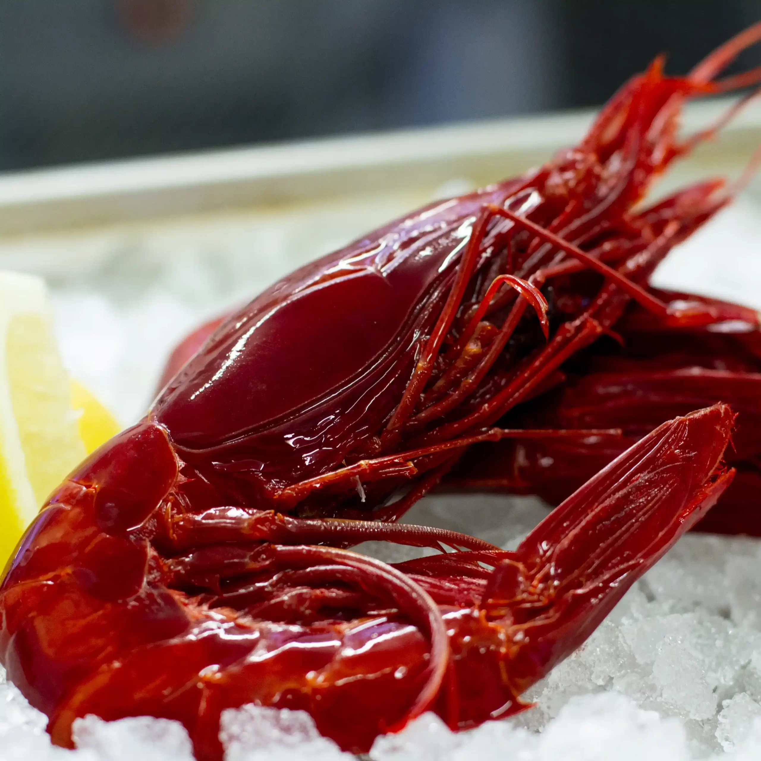 gambero rosso